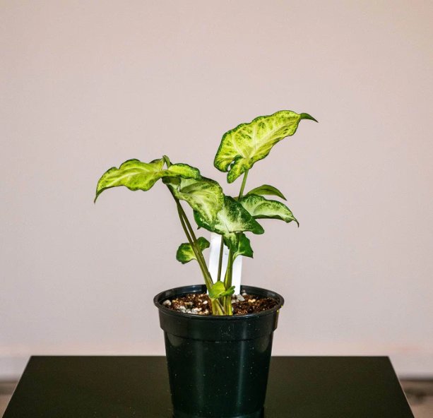 Wonderful Syngonium podophyllum White Butterfly Garden Plant