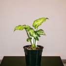 Wonderful Syngonium podophyllum White Butterfly Garden Plant