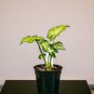 Wonderful Syngonium podophyllum White Butterfly Garden Plant