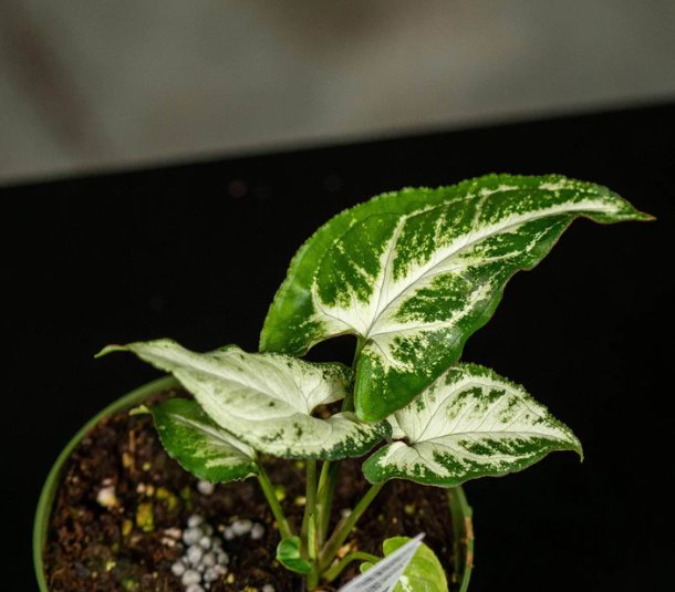Wonderful Syngonium podophyllum Randy Garden Plant