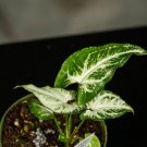 Wonderful Syngonium podophyllum Randy Garden Plant