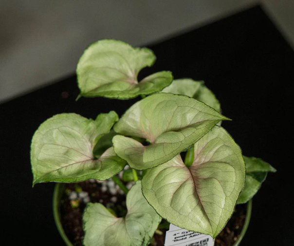 Wonderful Syngonium podophyllum Bold Allusion Garden Plant