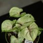 Wonderful Syngonium podophyllum Bold Allusion Garden Plant