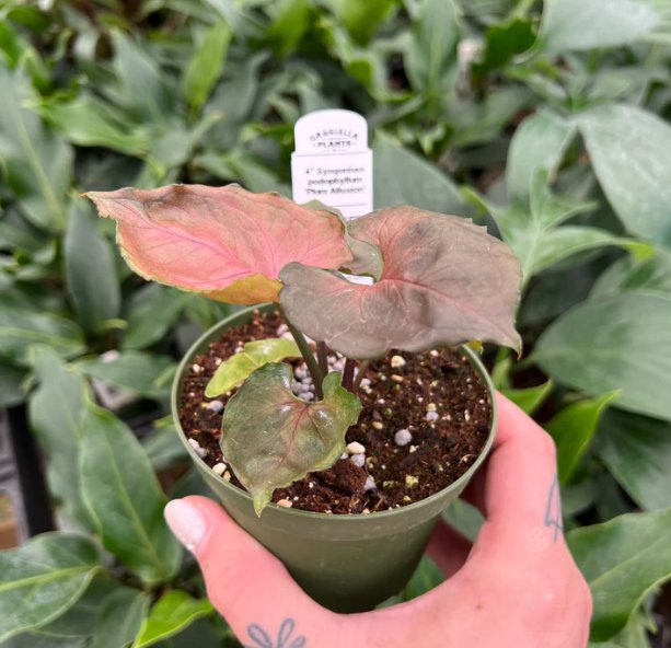 Wonderful Syngonium podophyllum Plum Allusion Garden Plant