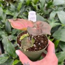 Wonderful Syngonium podophyllum Plum Allusion Garden Plant