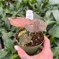 Wonderful Syngonium podophyllum Plum Allusion Garden Plant