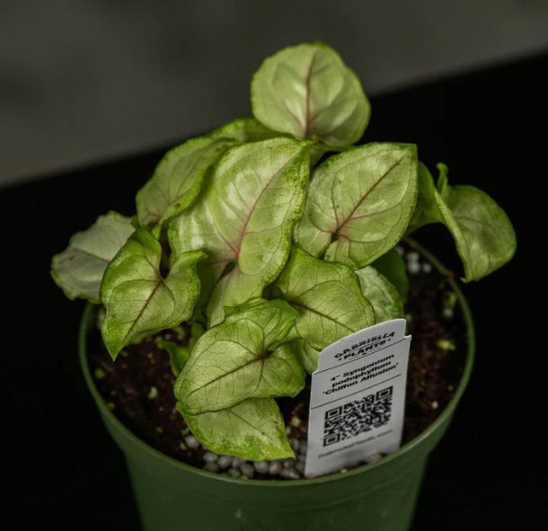 Wonderful Syngonium podophyllum Chiffon Allusion Garden Plant