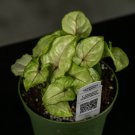 Wonderful Syngonium podophyllum Chiffon Allusion Garden Plant