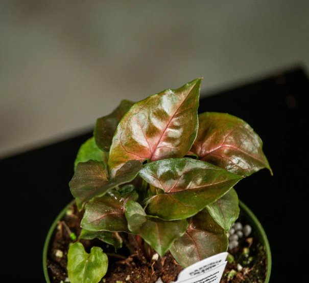 Wonderful Syngonium podophyllum Maria Allusion Garden Plant