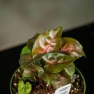 Wonderful Syngonium podophyllum Maria Allusion Garden Plant