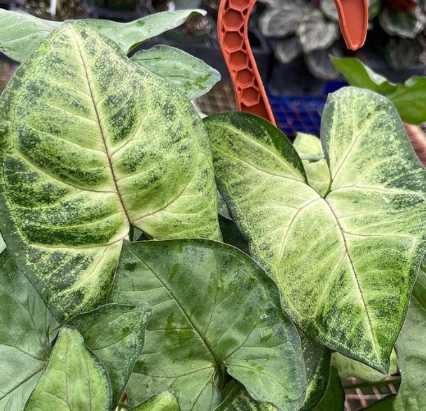 Wonderful Syngonium podophyllum Bob Allusion Garden Plant
