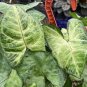 Wonderful Syngonium podophyllum Bob Allusion Garden Plant
