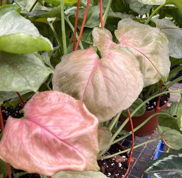 Wonderful Syngonium podophyllum Mango Allusion Garden Plant