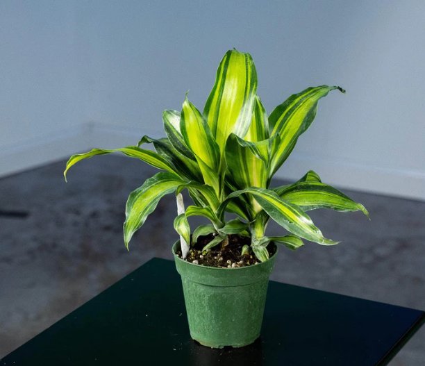 Wonderful Dracaena massangeana Marley Garden Plant