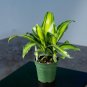 Wonderful Dracaena massangeana Marley Garden Plant