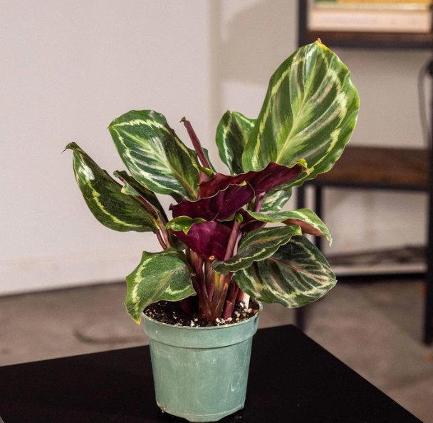 Wonderful Calathea roseopicta Medallion Garden Plant