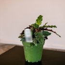Wonderful Calathea rufibarba Garden Plant