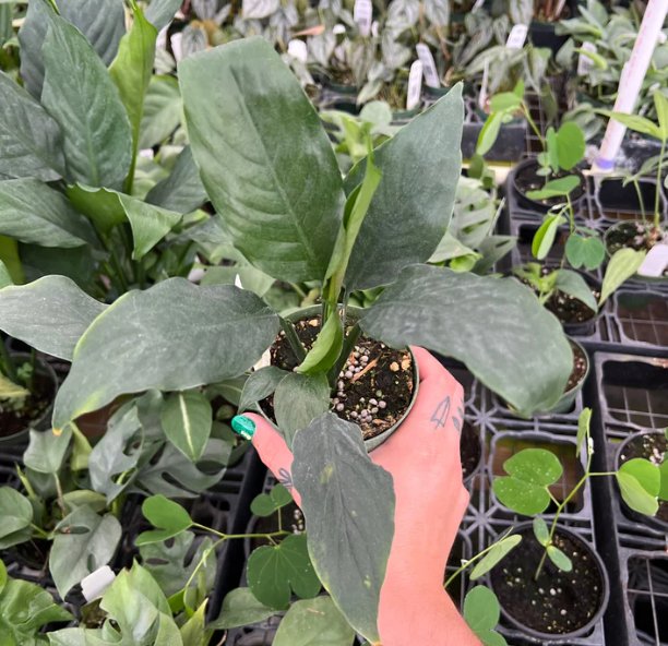 Wonderful Spathiphyllum Viscount Garden Plant
