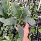 Wonderful Spathiphyllum Viscount Garden Plant