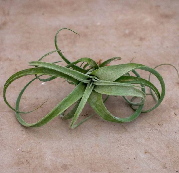 Wonderful Tillandsia Curly Slim Garden Plant