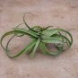 Wonderful Tillandsia Curly Slim Garden Plant