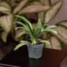 Wonderful Rohdea japonica Sacred Lily Garden Plant