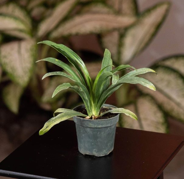 Wonderful Spider Chlorophytum comosum Garden Plant
