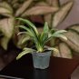 Wonderful Spider Chlorophytum comosum Garden Plant
