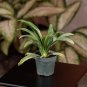 Wonderful Spider Chlorophytum comosum Garden Plant