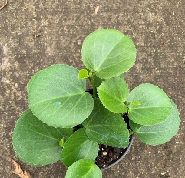 Wonderful Cissus rotundifolia Garden Plant