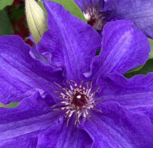 Wonderful Lindsay Beautiful Flower Garden Plant