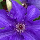 Wonderful Lindsay Beautiful Flower Garden Plant