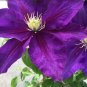 Wonderful The Duchess of Cornwall Beautiful Flower Garden Plant