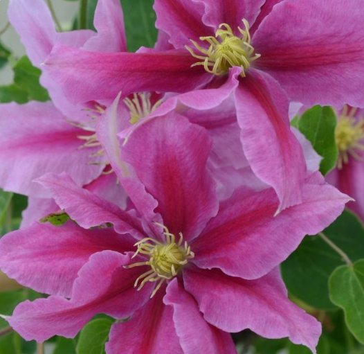 Wonderful Vicki Boulevard Beautiful Flower Garden Plant