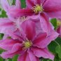 Wonderful Vicki Boulevard Beautiful Flower Garden Plant