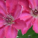 Wonderful Tekla Beautiful Flower Garden Plant