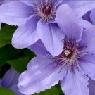 Wonderful Parisienne Beautiful Flower Garden Plant