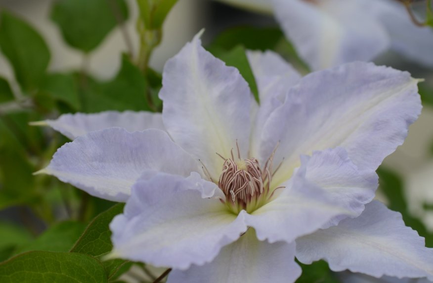 Wonderful Tranquilite Beautiful Flower Garden Plant