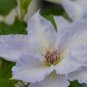 Wonderful Tranquilite Beautiful Flower Garden Plant