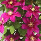 Wonderful Acropolis Beautiful Flower Garden Plant