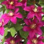 Wonderful Acropolis Beautiful Flower Garden Plant