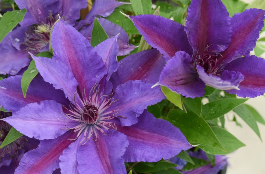 Wonderful Paulie Beautiful Flower Garden Plant