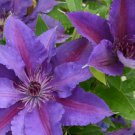 Wonderful Paulie Beautiful Flower Garden Plant