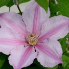Wonderful Sally Beautiful Flower Garden Plant