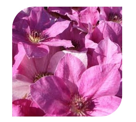 Wonderful Neva Beautiful Flower Garden Plant