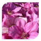 Wonderful Neva Beautiful Flower Garden Plant