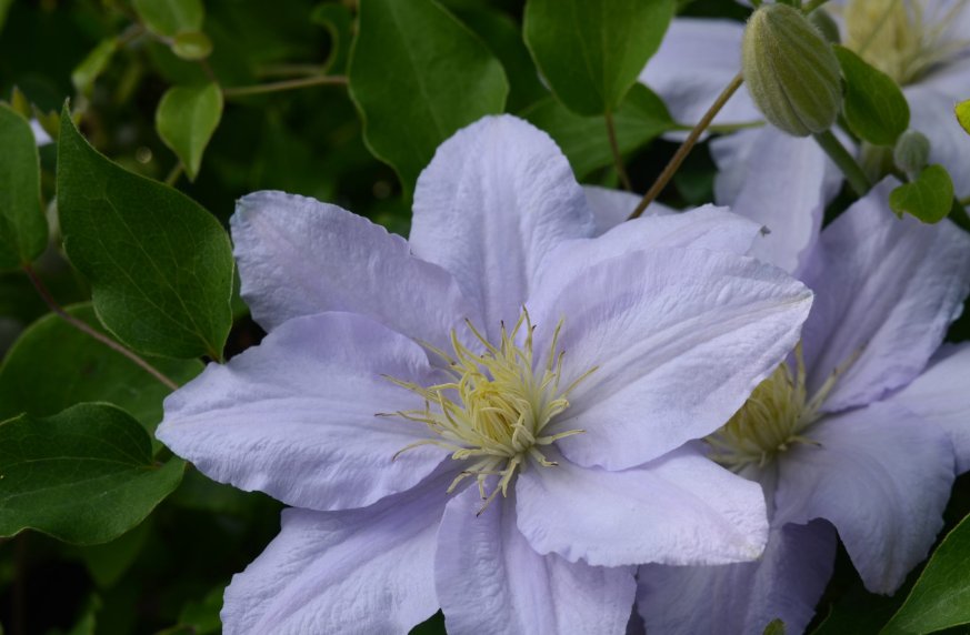 Wonderful Chelsea Beautiful Flower Garden Plant