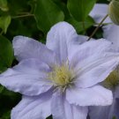 Wonderful Chelsea Beautiful Flower Garden Plant