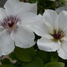 Wonderful Ninon Beautiful Flower Garden Plant