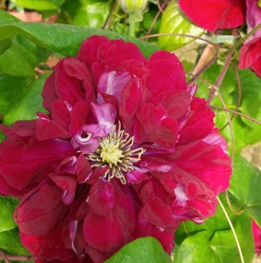 Wonderful Charmaine Beautiful Flower Garden Plant
